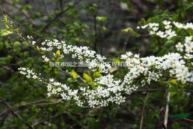 李葉繡線菊30~70公分價格-低價批發(fā)-基地直銷