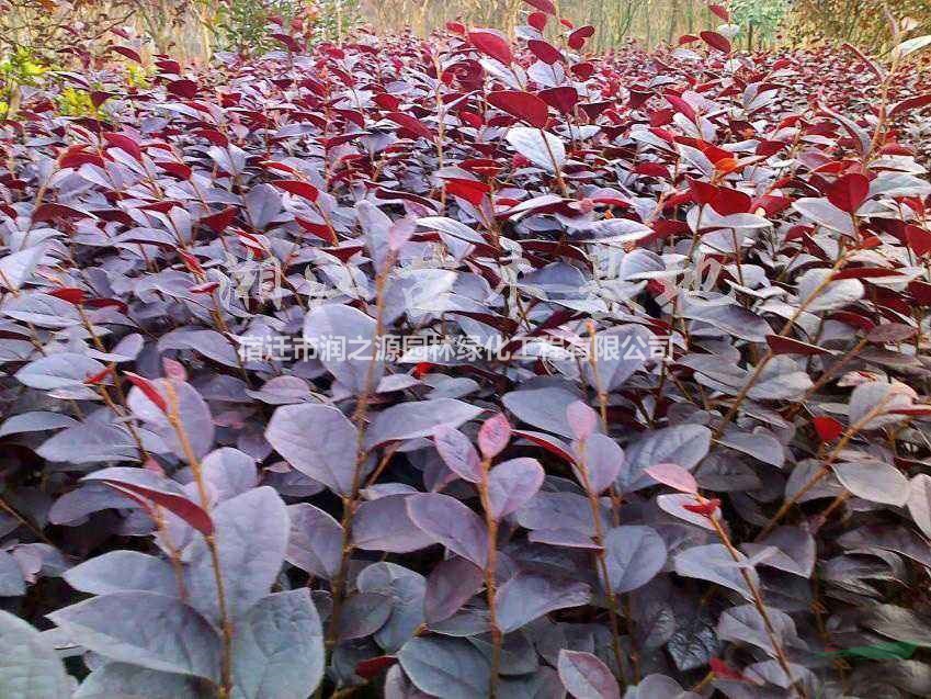 紅花繼木、紅花繼木、紅花繼木球 果石榴，法國(guó)冬青