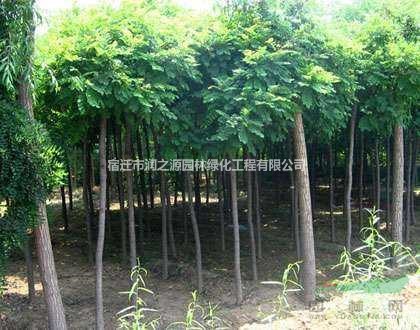 江南槐基地 長期供應江南槐