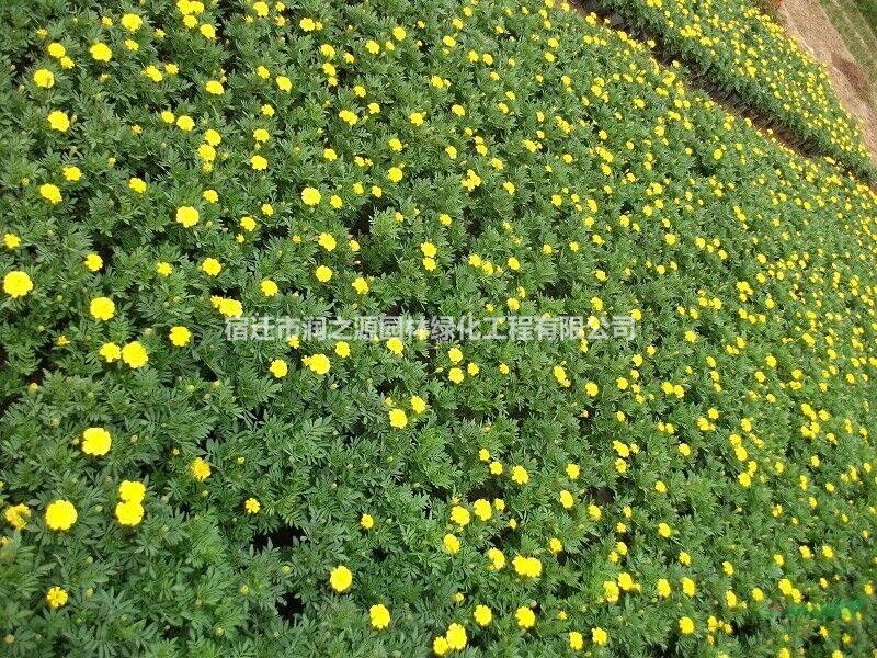 孔雀草批發(fā)--孔雀草盆栽批發(fā)