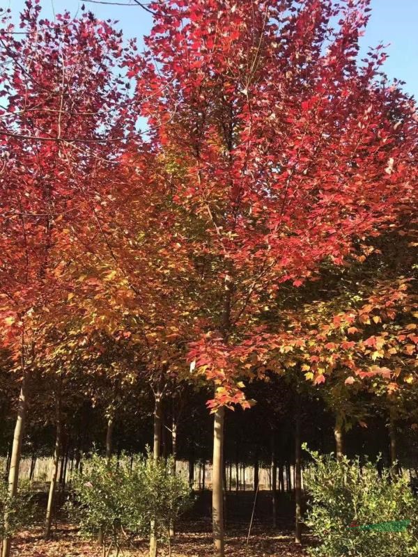 美國紅楓紅冠紅點10/12/15/18/20苗圃數(shù)量多基地直供