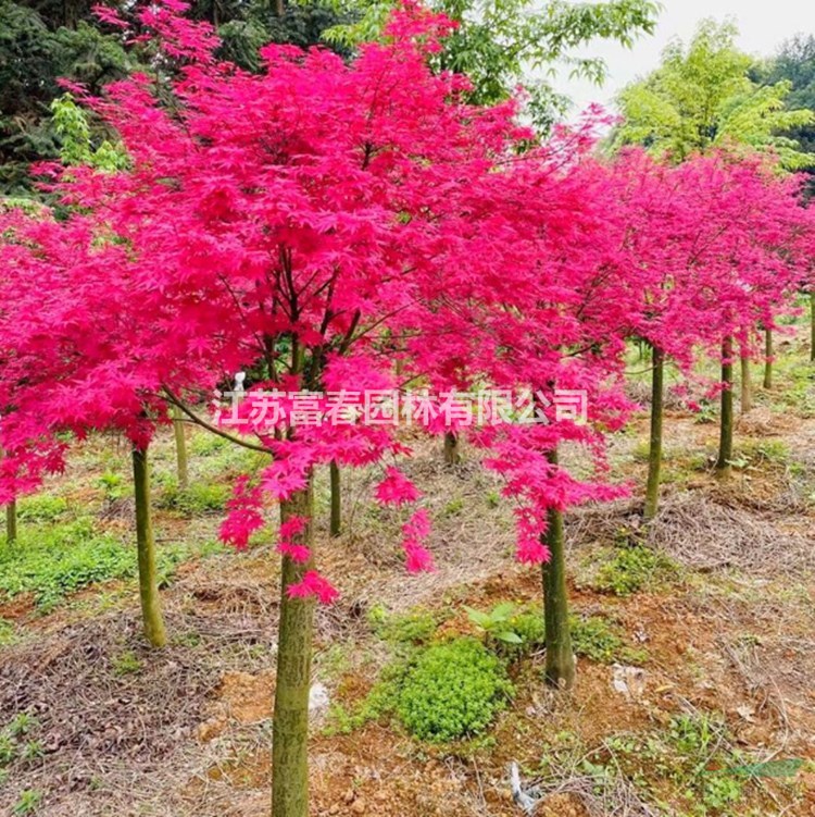 红枫 红小袖红枫 红大袖红枫 基地直售 枫树苗木 景观树