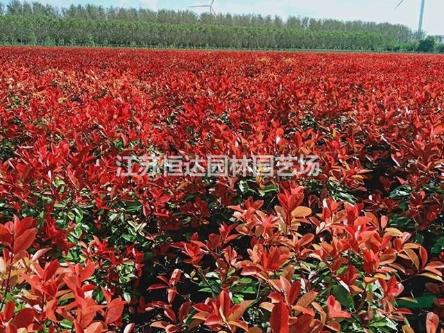 供應(yīng)紅葉石楠、紅葉石楠球、紅葉石楠