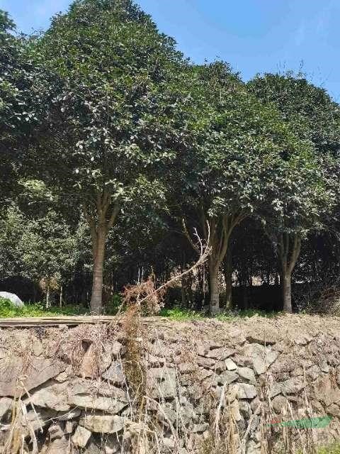 大號桂花樹13—23公分多顆