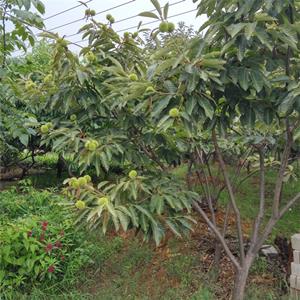 苗圃出售板栗道路小區(qū)種植觀賞園林果園栽培觀果苗木