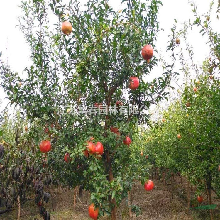 苗圃出售果石榴 花壇花鏡種植觀賞風景樹果園園林觀果苗木