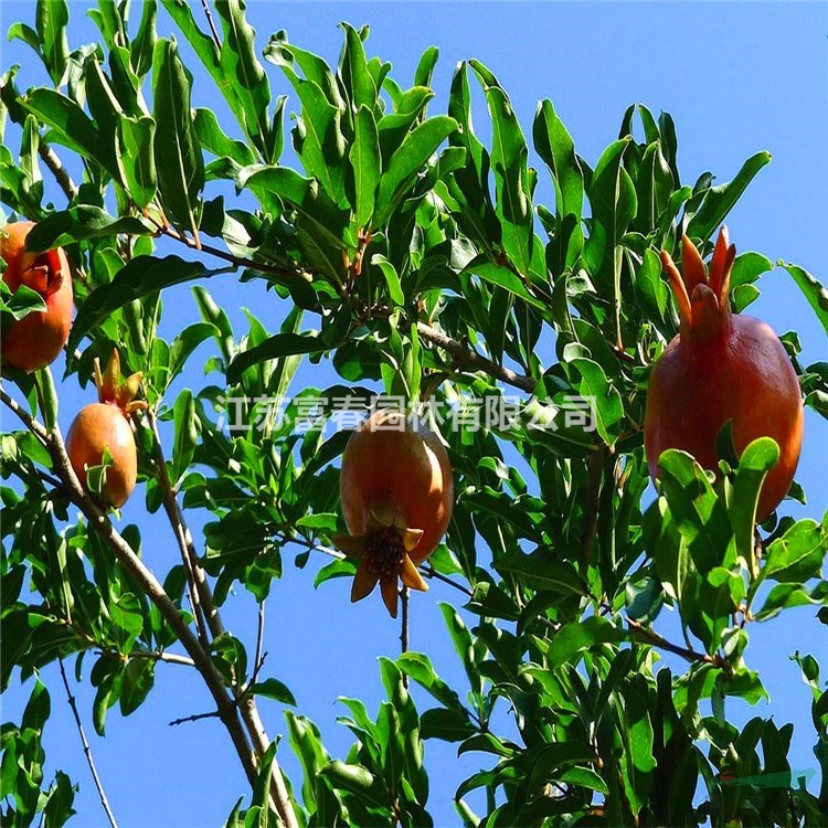 苗圃出售果石榴 花壇花鏡種植觀賞風景樹果園園林觀果苗木