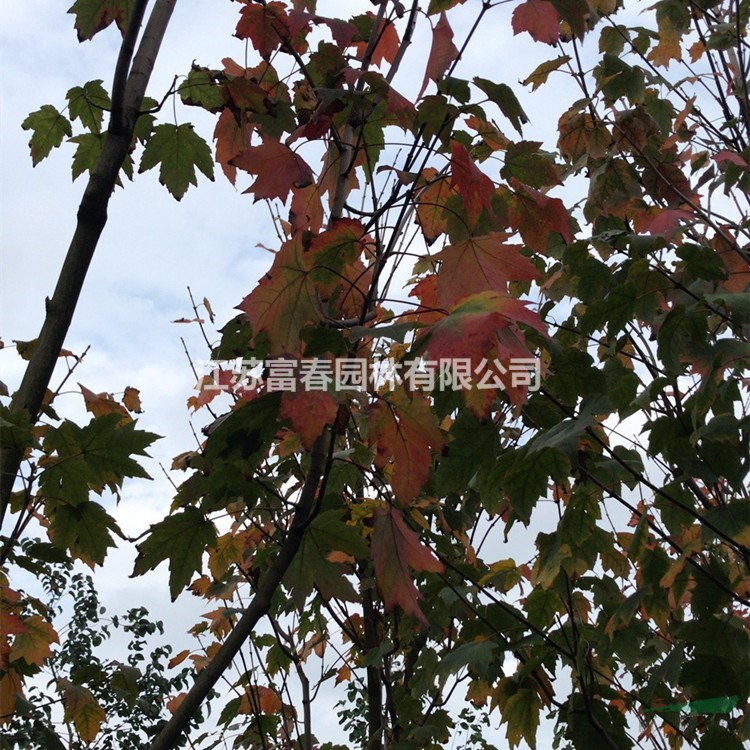 苗圃出售 紅花槭 白蘭地 寶號 風(fēng)景樹 行道樹 園林景區(qū)綠化苗木