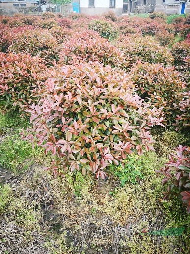 精品紅葉石楠球