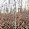 法桐7－11公分4000棵左右退林，树在安徽省利辛县
