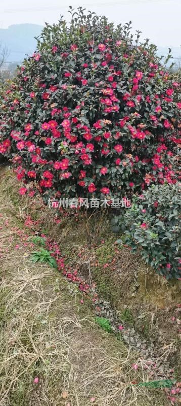 茶花球（福建大紅）