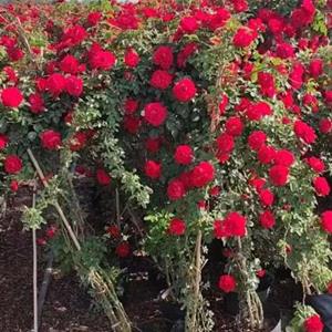 *批发红木香 黄木香 欧洲月季，蔷薇50-3米高