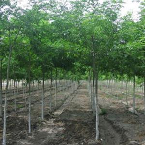 皂角苗木、出售大量優質皂角樹 菲白竹，大葉黃楊冬青