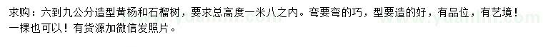 求購(gòu)6-9公分造型黃楊、石榴樹