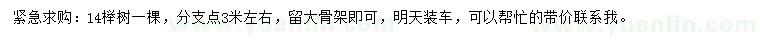求購14公分櫸樹