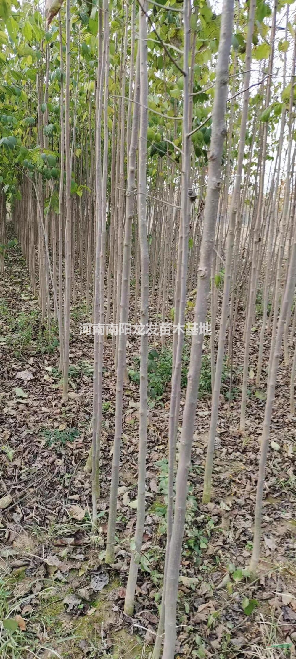 1-3公分杜仲 河南杜仲報(bào)價(jià) 1-3公分杜仲0.8元圖片/1-3公分杜仲 河南杜仲報(bào)價(jià) 1-3公分杜仲0.8元報(bào)價(jià)