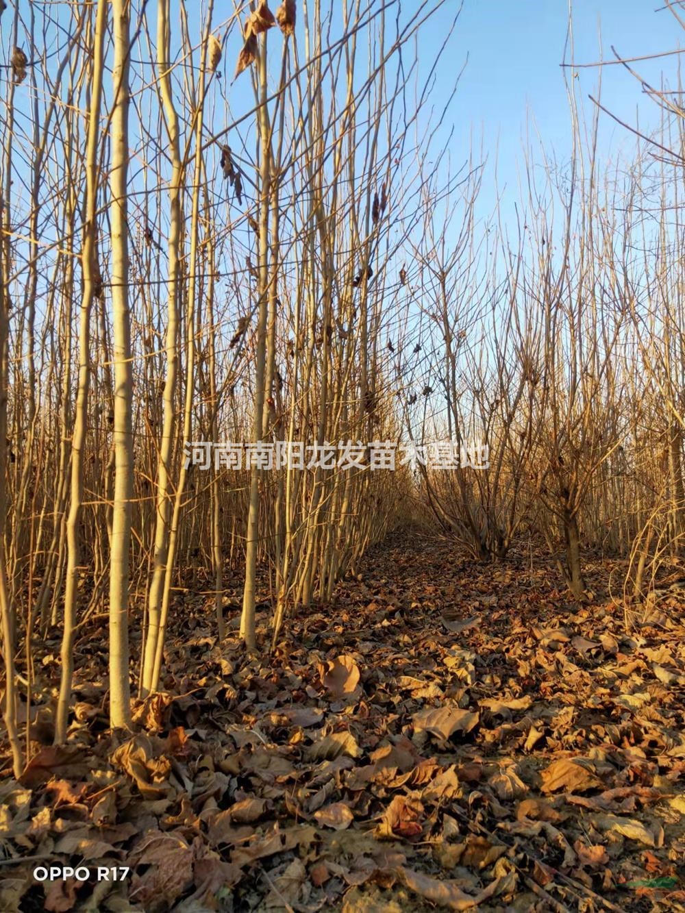 1-3公分杜仲 河南杜仲報(bào)價(jià) 1-3公分杜仲0.8元圖片/1-3公分杜仲 河南杜仲報(bào)價(jià) 1-3公分杜仲0.8元報(bào)價(jià)