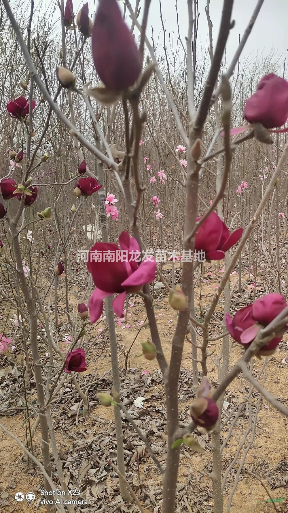 河南5公分新品進口玉蘭 120元  南陽新品進口玉蘭 批發(fā)/供應(yīng)