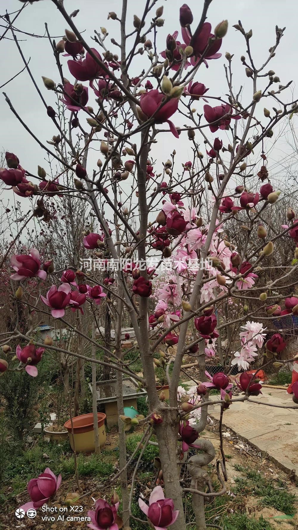 河南5公分新品進口玉蘭 120元  南陽新品進口玉蘭 批發(fā)/供應(yīng)