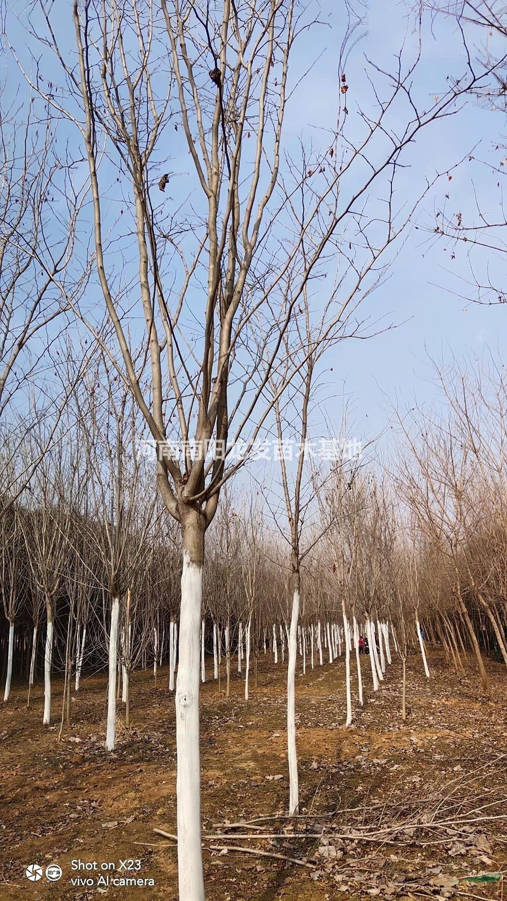 優(yōu)質(zhì)特價15公分五角楓 批發(fā) 河南15公分五角楓價格2400元產(chǎn)地直銷