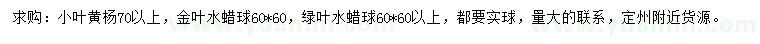 求購小葉黃楊、金葉水蠟球、綠葉水蠟球