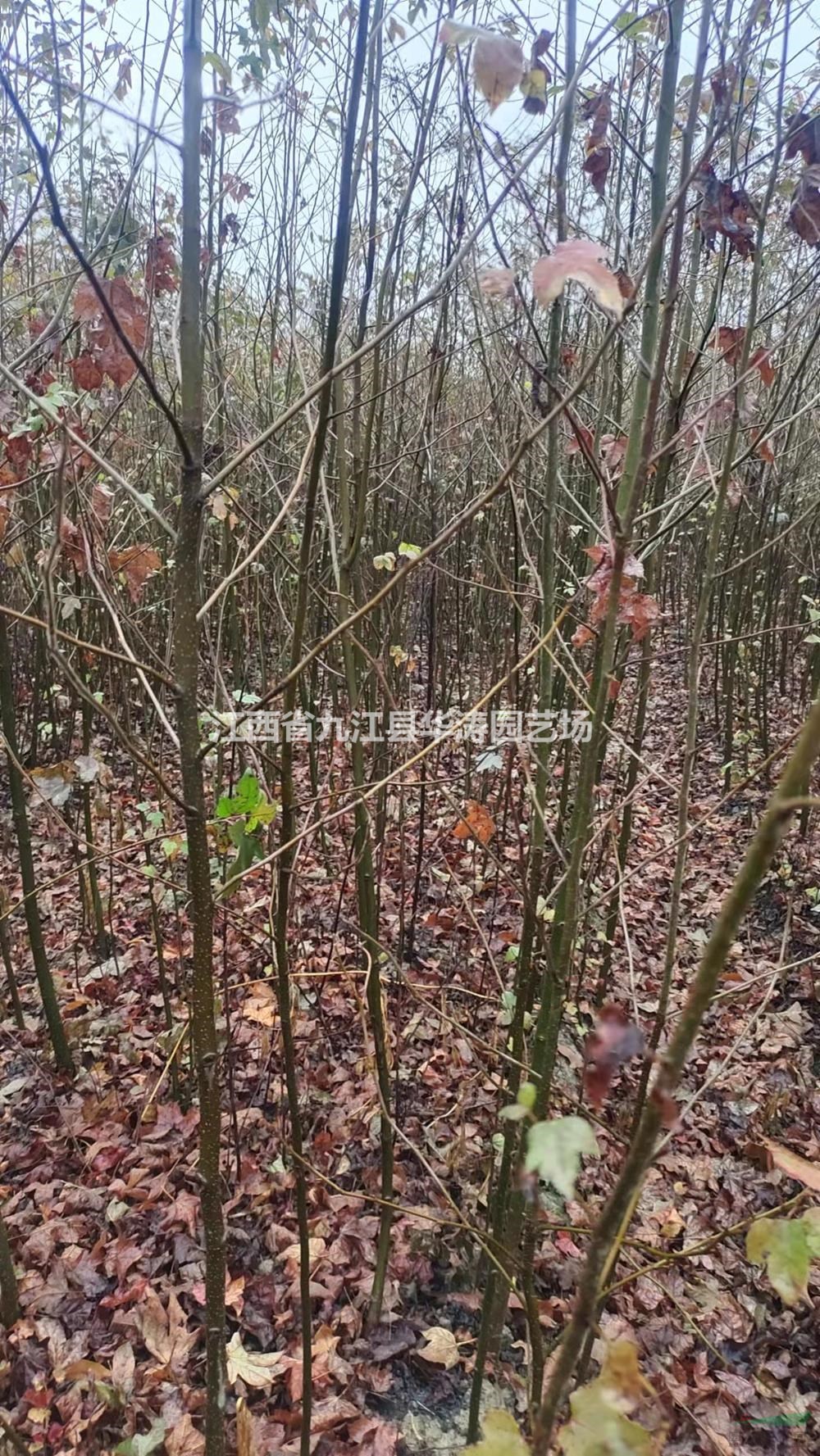 九江楓香小苗基地 1.5公分楓香小苗批發(fā)供應(yīng) 當(dāng)年生楓香小苗