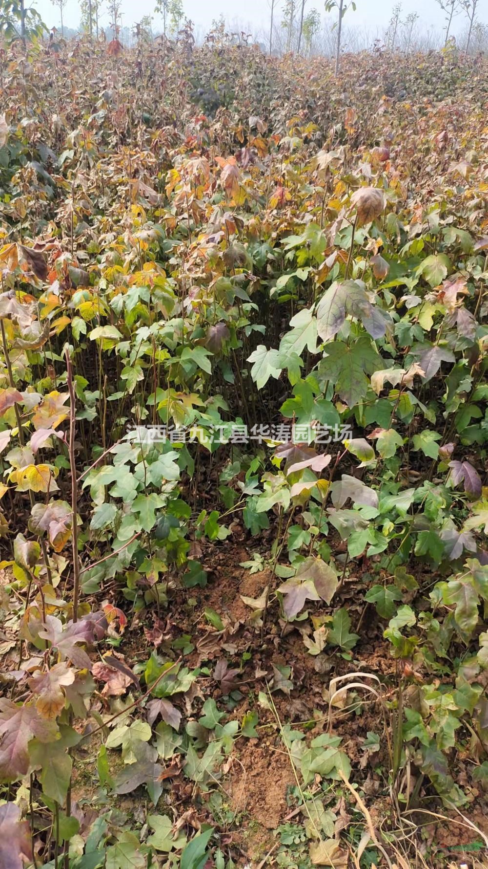 九江楓香小苗基地 1.5公分楓香小苗批發(fā)供應(yīng) 當(dāng)年生楓香小苗