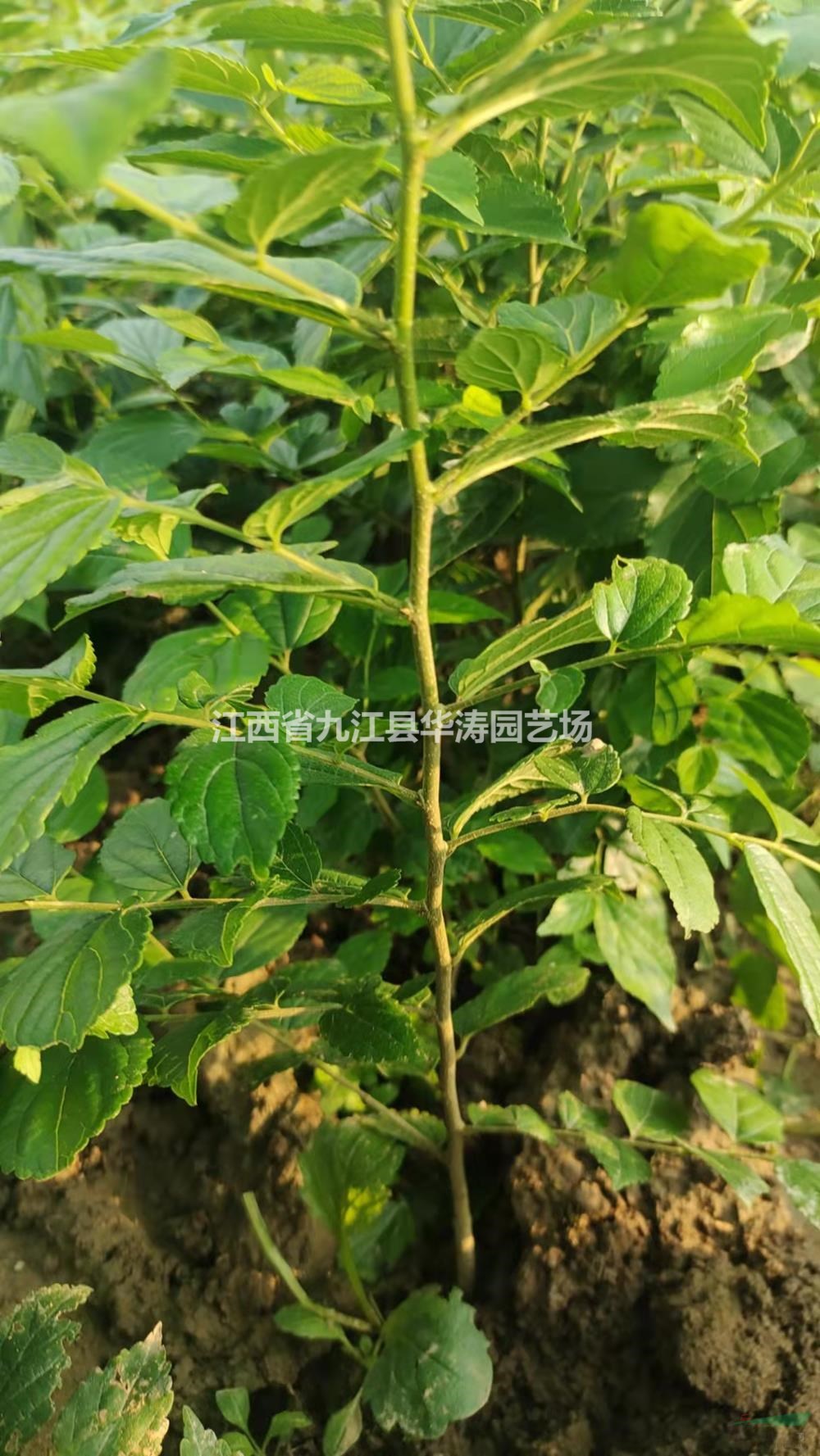 江西紅櫸小苗哪里好 九江紅櫸小苗哪家便宜 紅櫸小苗土球大