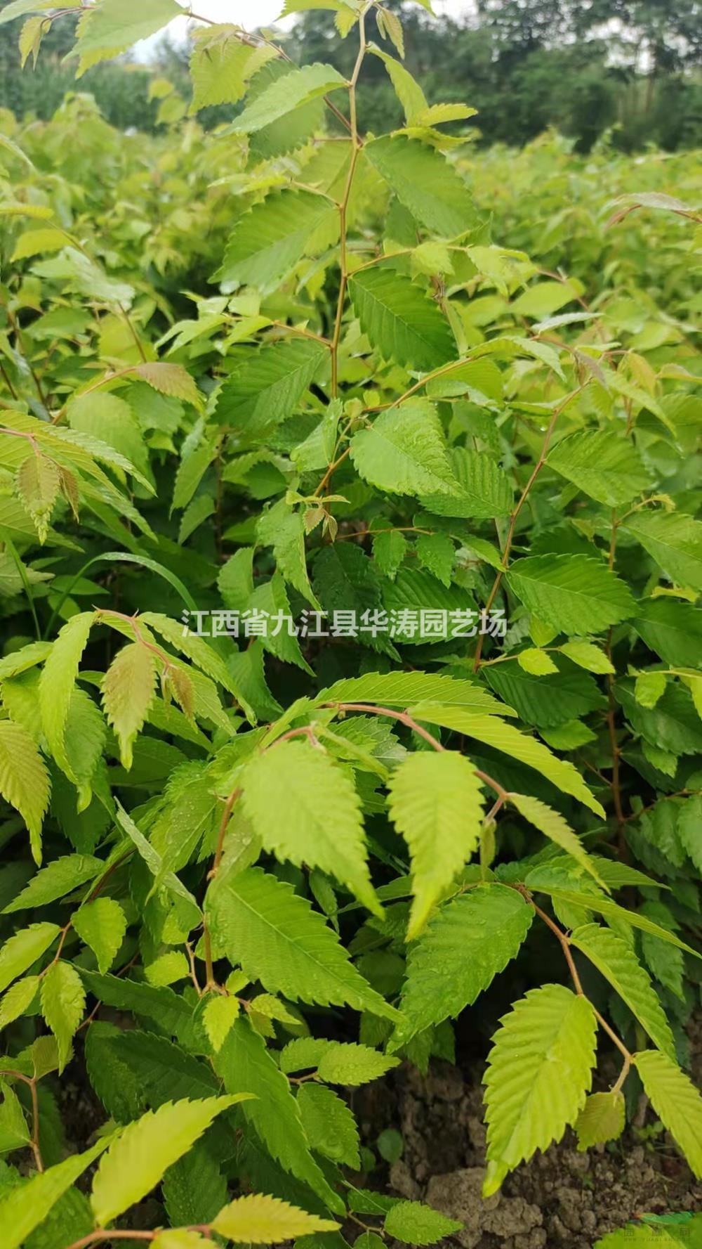 江西紅櫸小苗哪里好 九江紅櫸小苗哪家便宜 紅櫸小苗土球大