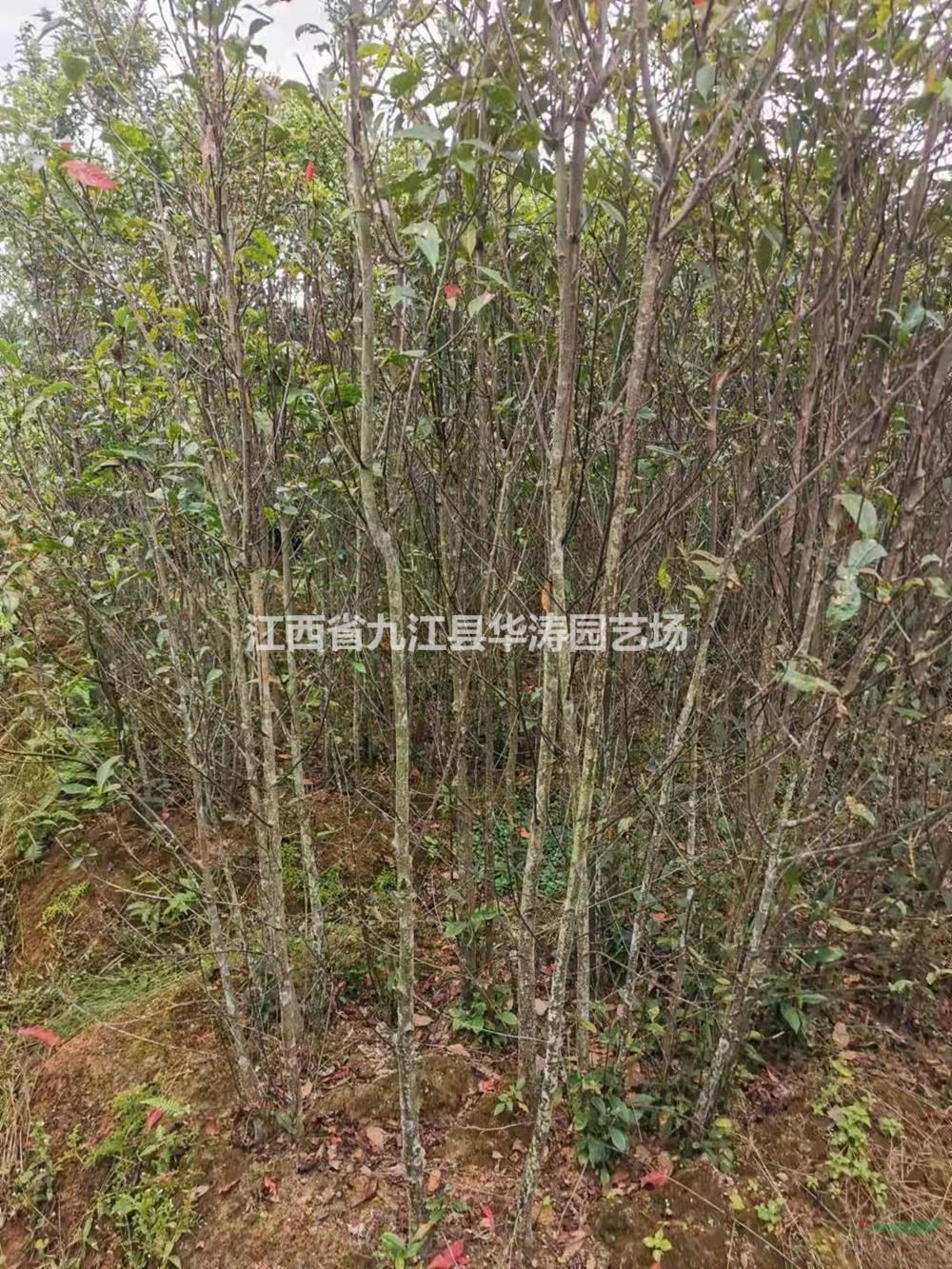 優(yōu)質特價杜英小苗產地直銷 九江杜英小苗培育基地 當年生杜英小苗