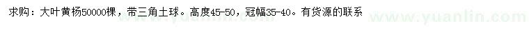 求購高45-50公分大葉黃楊
