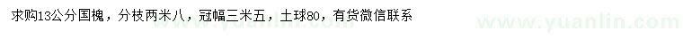 求購13公分國槐