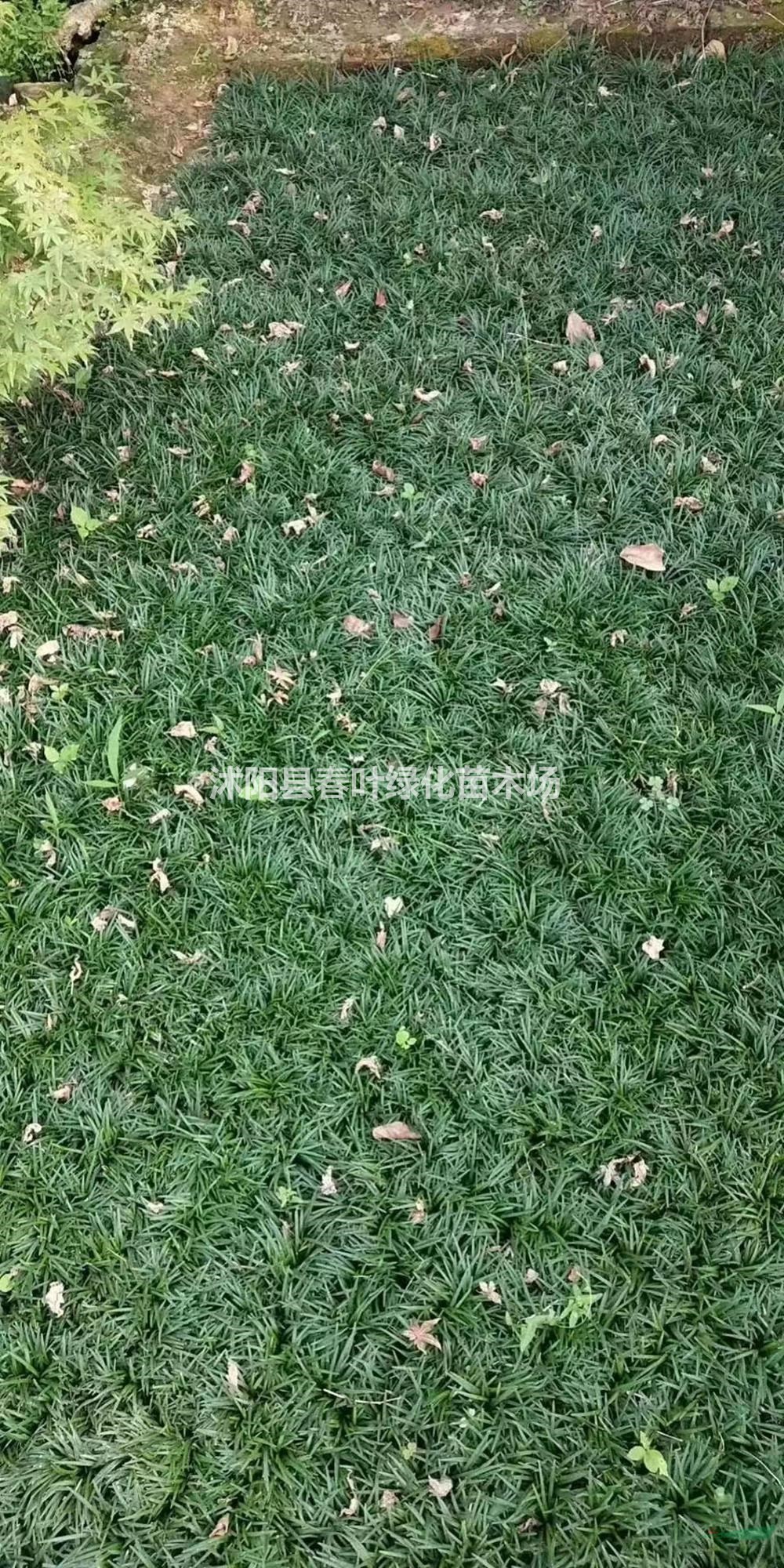 玉龍草價(jià)格_玉龍草圖片_玉龍草產(chǎn)地_玉龍草基地