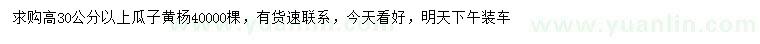求購高30公分以上瓜子黃楊