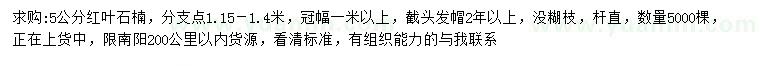 求購5公分紅葉石楠