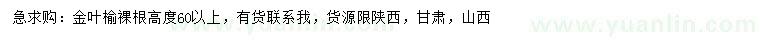 求購(gòu)高60公分以上金葉榆