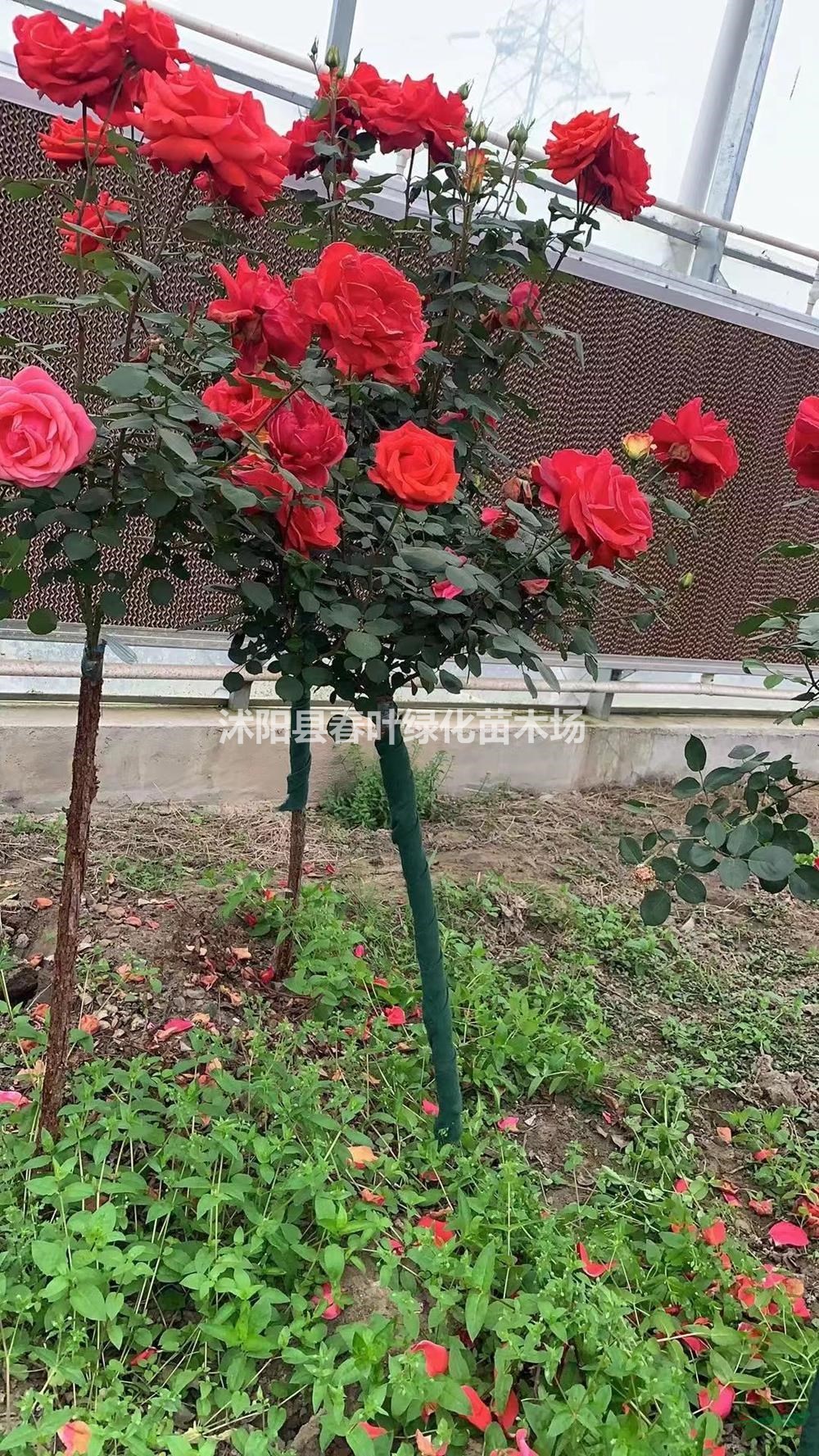 樹狀月季價格_樹狀月季圖片_樹狀月季產(chǎn)地_樹狀月季基地