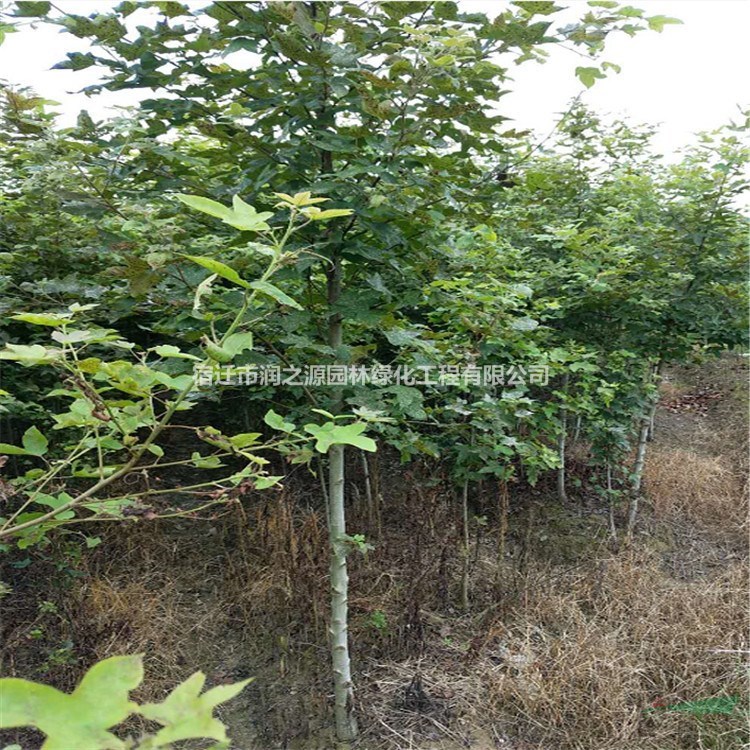 供應(yīng)楓香     楓香小苗   楓香樹(shù)