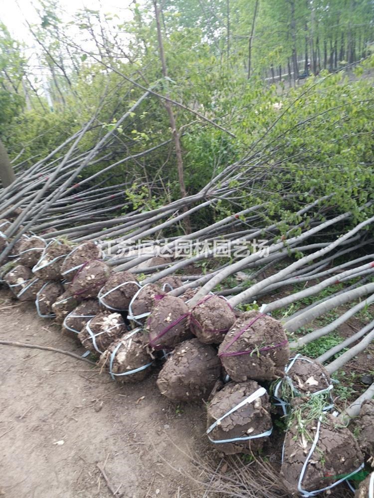 大量供應(yīng) 樸樹 叢生樸樹 沭陽基地