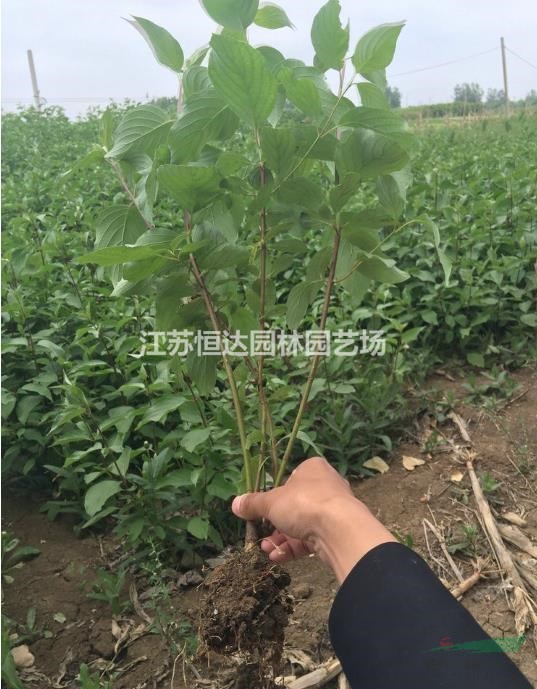 常年供應(yīng)紅瑞木