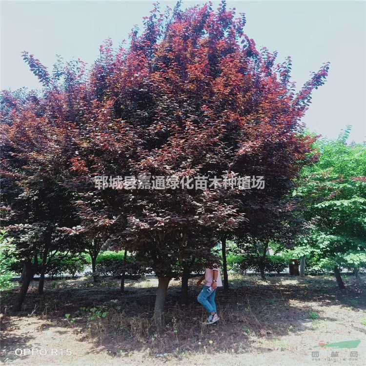 10公分-12公分-15公分紫葉李價格-參考報價-山東菏澤嘉通園林