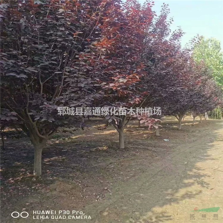 10公分-12公分-15公分紫葉李價格-參考報價-山東菏澤嘉通園林