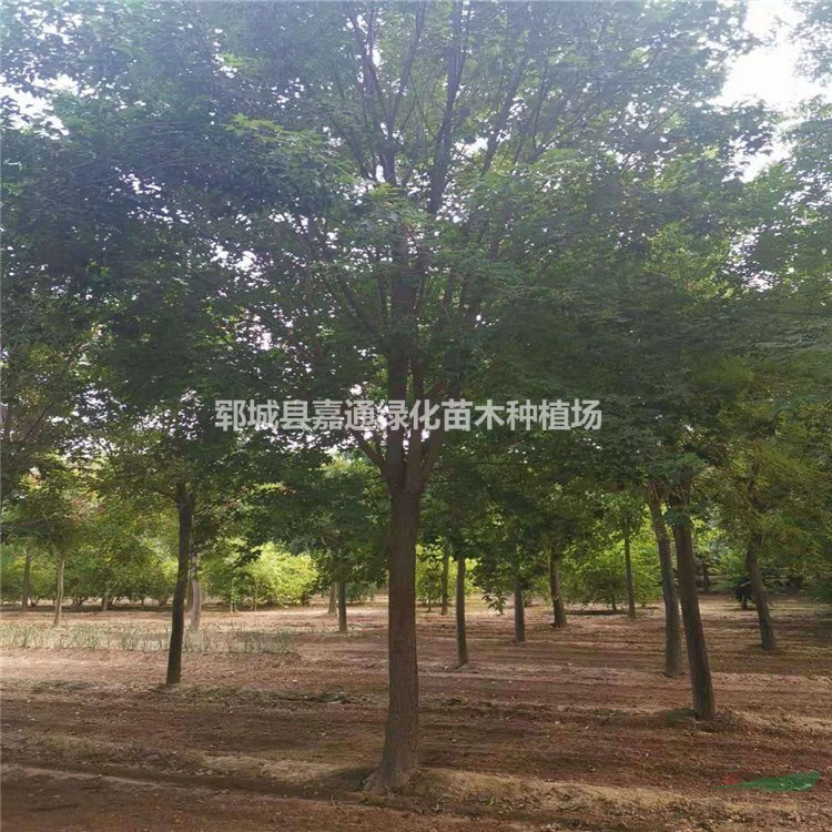 菏澤 15公分五角楓多少錢一棵 急售 現(xiàn)選現(xiàn)挖-免費(fèi)裝車
