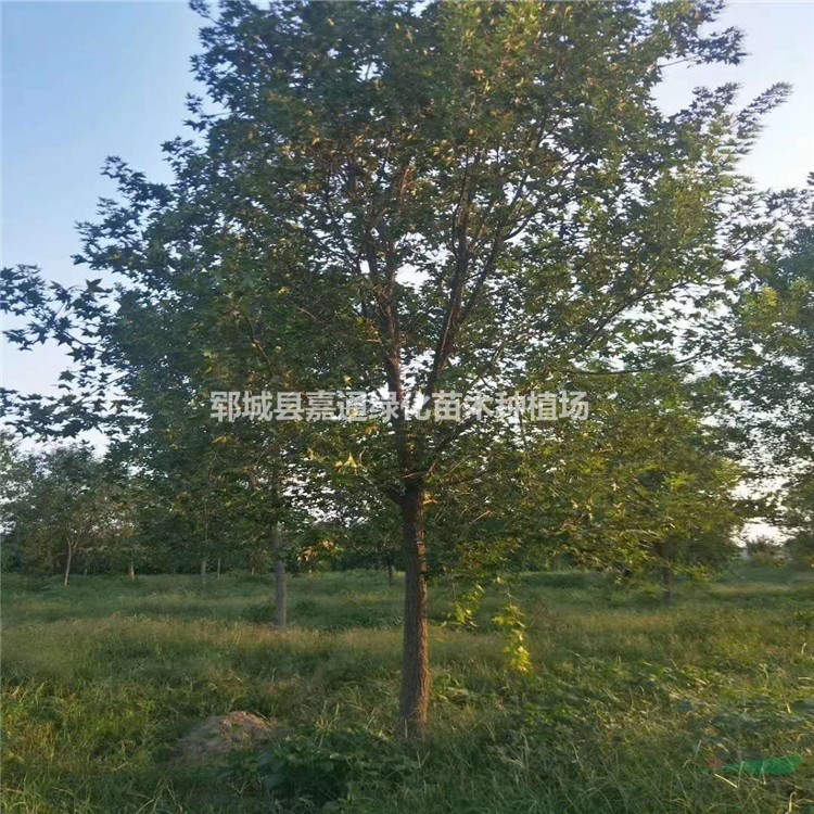 菏澤 15公分五角楓多少錢一棵 急售 現(xiàn)選現(xiàn)挖-免費(fèi)裝車