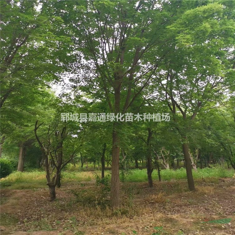 五角楓12公分價格 全程技術(shù)種植指導(dǎo)-24小時待機