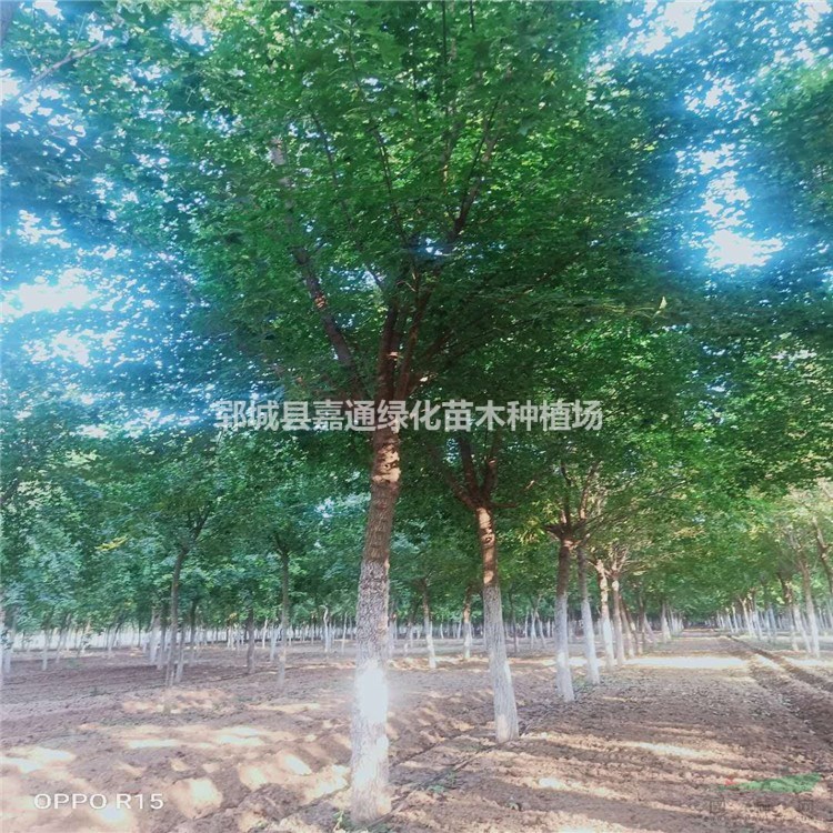 五角楓12公分價格 全程技術(shù)種植指導(dǎo)-24小時待機