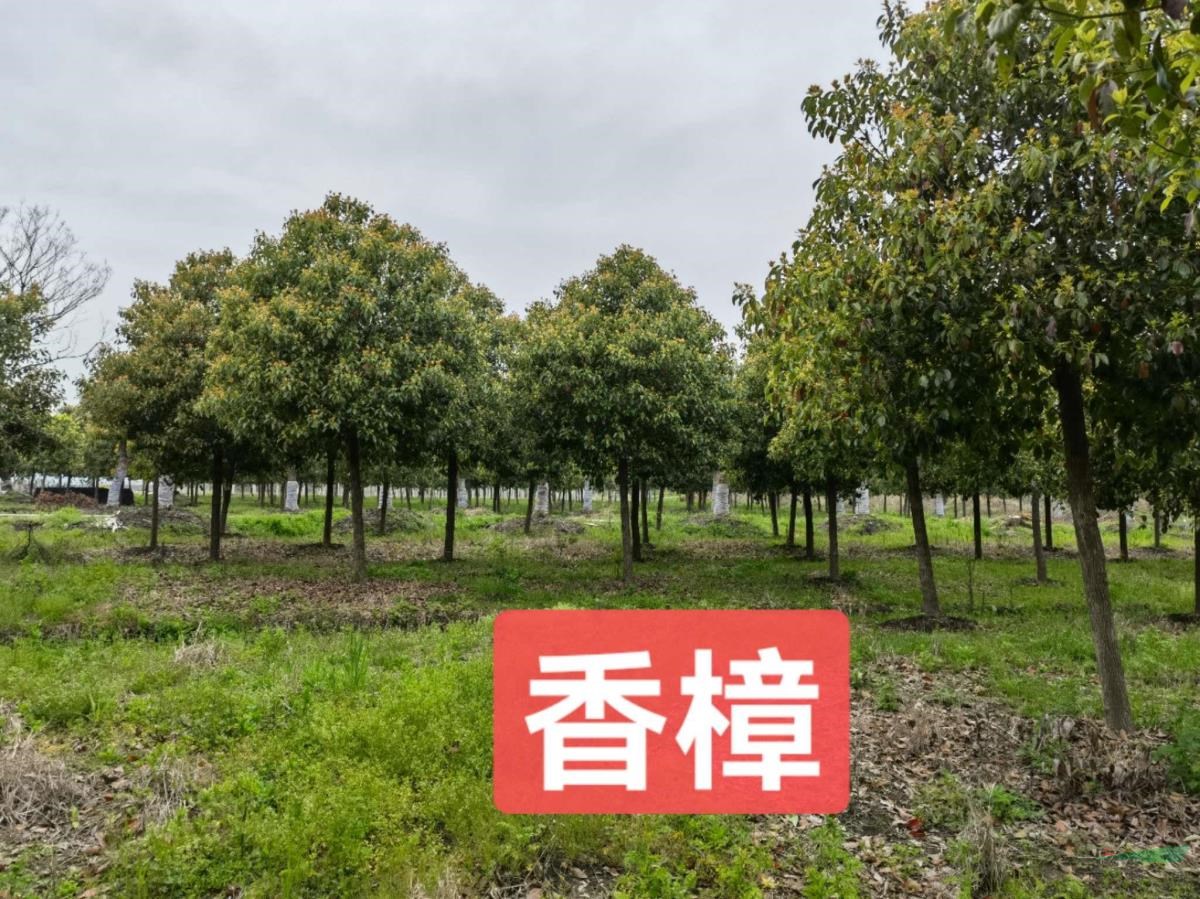 长期供应，罗汉松，从生朴，香樟