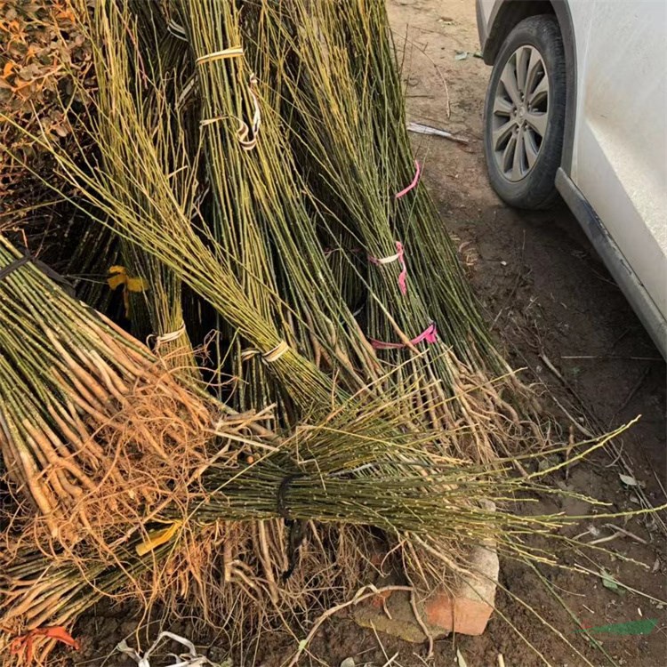 古色古香耐寒耐旱刺槐树棉槐银杏树国槐紫穗槐成活率好