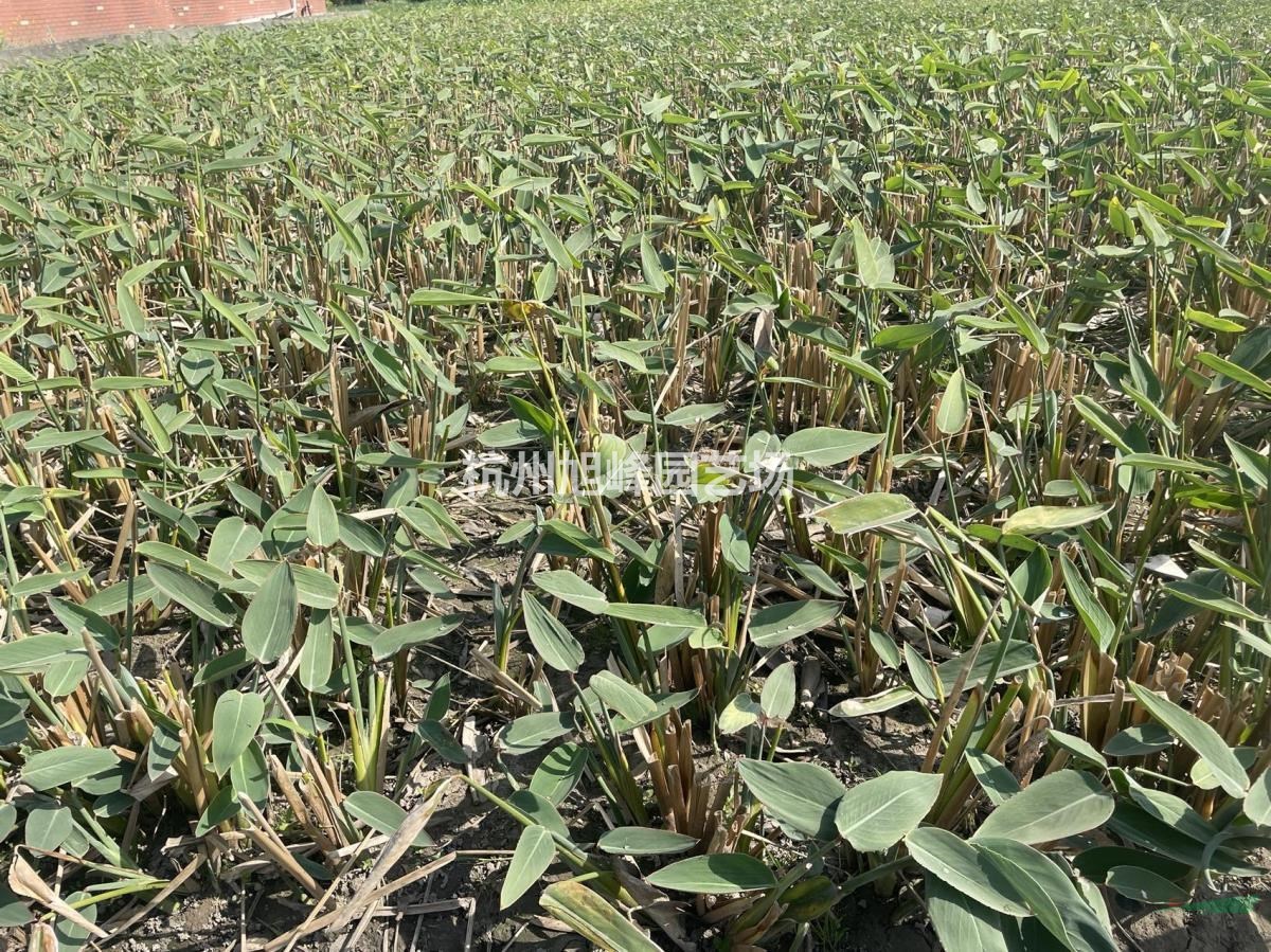 浙江杭州水生植物基地，再力花大量供應(yīng)，價格便宜，農(nóng)戶價