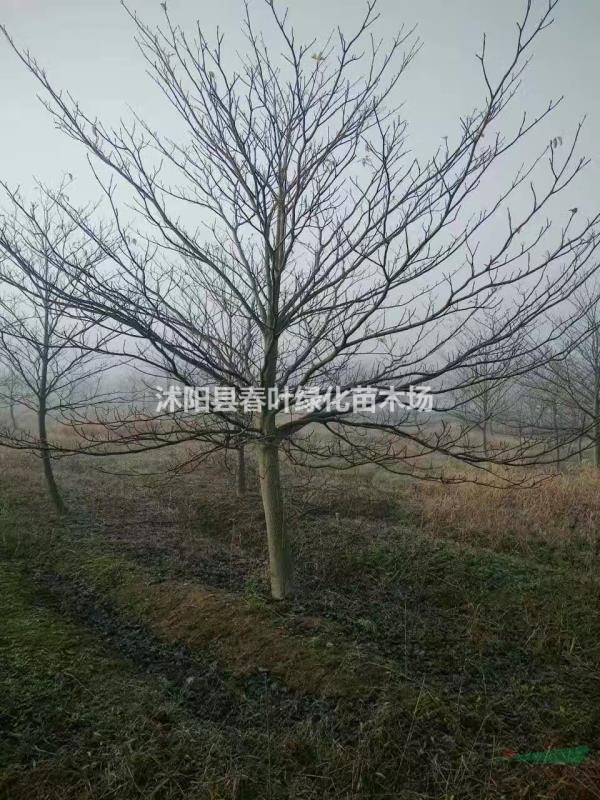燈臺(tái)樹價(jià)格燈臺(tái)樹基地?zé)襞_(tái)樹批發(fā)燈臺(tái)樹圖片